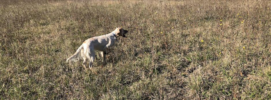 dressage chasse.jpeg