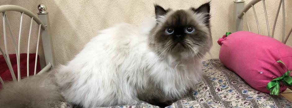 pension féline.jpeg