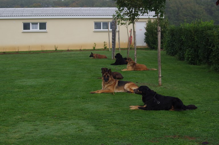 seance education chien